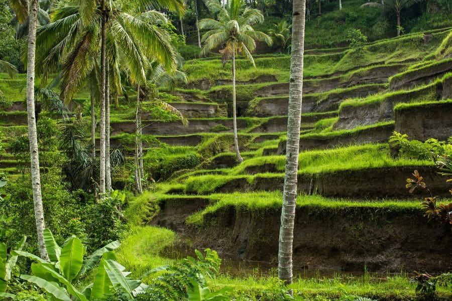 Tegallalang Rice Terraces