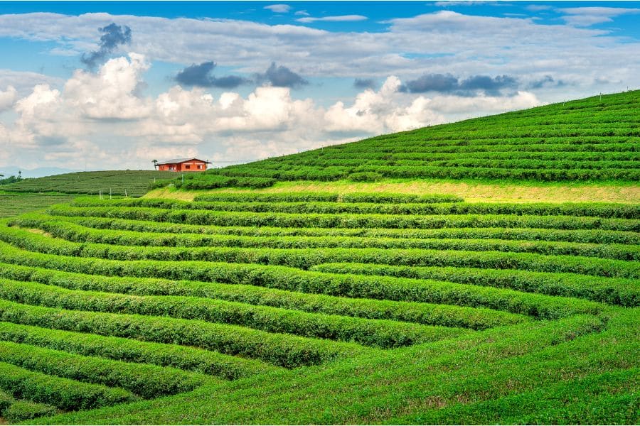 How to plan Munnar trip: Complete Guide