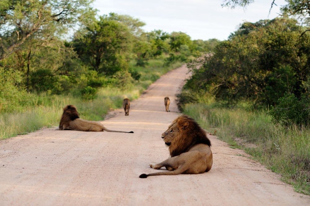 Travel Masai Mara? Don’t Go Before You Read This!