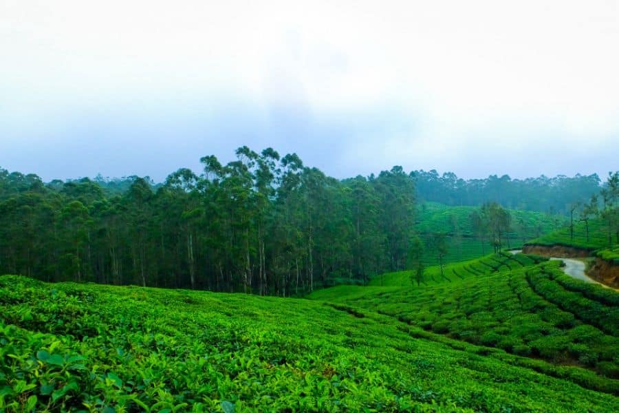 7 Places to Visit in Kodaikanal :Unveiling the Secret Charms of nature