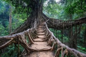 Meghalaya Tour Package plan with Trip Venture