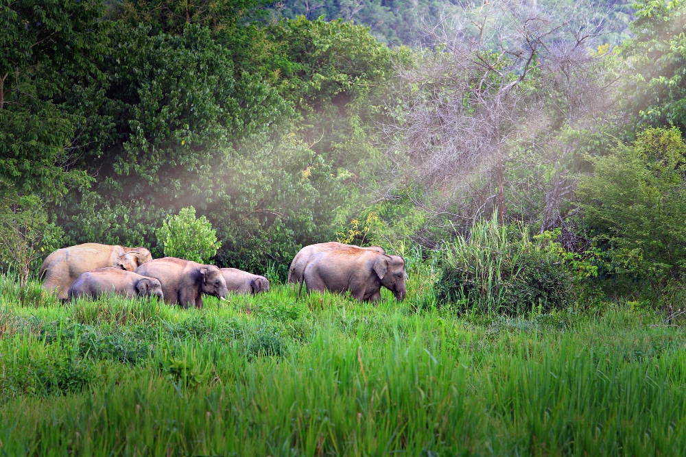 The Best National Parks in Assam for Nature & Wildlife Lovers