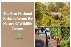 The Best National Parks in Assam for Nature & Wildlife Lovers