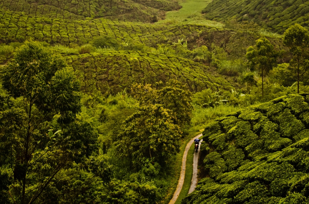 Book the Best Coorg Package Tour from Borivali | Independence Day Getaway 2026 | TripVenture